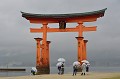 Le Torii est un portique qui marque l'entrée des sanctuaires, souligne la frontière entre le monde profane et le monde sacré, au même titre que les cordes de chanvre (shimenawa) ou les guirlandes de papier plié en zigzag (gohei) que l'on peut observer dans les temples shintoïstes. Le Torii figurant sur la photo est le plus célèbre du Japon. Le mot portique évoque aussi le perchoir, les oiseaux étant considérés dans la religion shintoïste comme des messagers entre les hommes et les divinités. Le Torii est souvent construit en bois, parfois en pierre ou en béton. Sa couleur rouge est censée éloigner les mauvais esprits. tori,myajima,japon. 