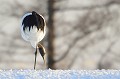  grue,hokkaido,japon. 