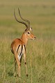  impala,male,masai,mara,kenya. 