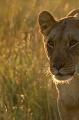  lionne,masai,mara,kenya. 