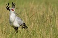 (Sagittarius serpentarius) Cet étonnant rapace, haut sur ses pattes est aussi appelé Secrétaire. Il doit ce nom aux plumes de la nuque qui rappellent la silhouette d'un secrétaire d'autrefois, la plume à l'oreille. Il vit dans la savane et se nourrit de serpents qu'il tue en les frappant du pied, doigts repliés pour former "un poing" ! Il chasse aussi les sauterelles, lézards, rongeurs et poussins.. serpentaire,masai,mara,kenya. 