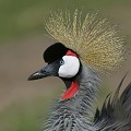 (Balearica regulorum) Grue Royale. grue,royale,kenya. 