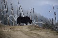 Ce ruminant, au corps massif, à longue toison soyeuse vit en altitude au Bhoutan où il est domestiqué. yack,bhoutan. 