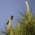 C'est un oiseau commun parmi 770 espèces recensées au Bhoutan. Le Bulbul à ventre rouge est une sorte de passereau très présent dans les villes et les campagnes, qui se nourrit de fruits, pétales de fleurs, nectar, insectes et geckos... bulbul,ventre,rouge,bhoutan. 