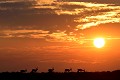  savane,masai,mara,kenya 