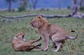 lions,masai,mara,kenya. 