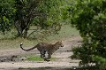  leopard,masai,mara,kenya. 
