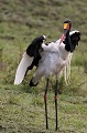 (Ephippiorbynchus senegalensis) Jabiru du Sénégal. Kenya 2017 
 jabiru du sénégal 