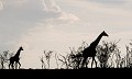  Kenya 2017 
 girafe 