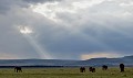 Les éléphants d'Afrique sont toujours victimes du braconnage. Chaque année, 30 000 éléphants sont massacrés pour satisfaire le honteux commerce, pourtant illégal, de l'ivoire. En un siècle la population des pachydermes est passée de 2 000 000 à 400 000 individus ! Kenya 2017 
 elephants 