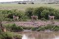 Une lionne tapie dans l'herbe observe trois élands du cap... L'un d'entre eux, placé à droite de la photo a repéré le danger. En arrière plan, on peut apercevoir quelques cavaliers  arpenter sereinement la savane à la découverte de la faune sauvage !!! Kenya 2017 
 chasse 
 lion 