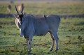 L'Eland du Cap, massif comme un taureau est la plus grosse des antilopes qui pâture à découvert pendant la saison des pluies et se nourrit de feuillages pendant la saison sèche. Il ne court pas vite (40 km/heure) mais saute très bien, franchissant des obstacles de 2 mètres de haut. La femelle met bas un seul jeune, au terme d'une période de gestation de 9 mois. eland,cap,masai,mara,kenya. 