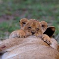  lions,masai,mara,kenya. 