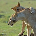 lions,masai,mara,kenya. 