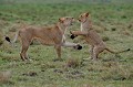  lions,masai,mara,kenya. 