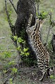  serval,masai,mara,kenya. 