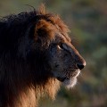  lion,masai,mara,kenya. 