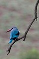 (Halcyon senegalensis) martin,chasseur,senegal,masail,mara,kenya. 