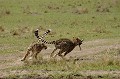  guepards,masai,mara,kenya. 