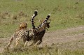  guepards,masai,mara,kenya. 