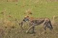  guepard,masai,mara,kenya. 