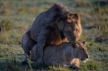  lions,masai,mara,kenya. 