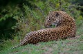  leopard,masai,mara,kenya. 
