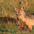 A l'âge d'un ou deux mois, les jeunes commencent à manger de la viande régurgitée par les parents. Le sevrage intervient à l'âge de 5 mois. Kenya 2017 
 chacal 