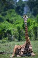  girafe,masai,mara,kenya. 