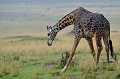  girafe,masai,mara,kenya. 