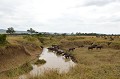  buffles,masai,mara,kenya. 