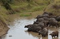  buffles,masai,mara,kenya. 