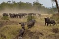 Les buffles qui ont traversé la rivière se sont trouvés confrontés à la présence de deux lions. Le reflux s'opère dans l'urgence... buffles,masai,mara,kenya. 
