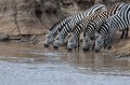  zebres,masai,mara,kenya. 