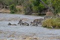  zebres,masai,mara,kenya. 