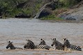  zebres,masai,mara,kenya. 