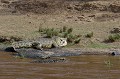 Le reptile géant a récupéré le cadavre d'un gnou et s'apprête à le dévorer... crocodile,nil,masai,mara,kenya. 