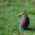 (Coracias caudata) Rollier à longs brins. Avant d'avaler sa proie, l'oiseau la secoue, la frappe jusqu'à l'exterminer... rollier,longs,brins,masai,mara,kenya. 