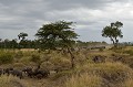  buffles,masai,mara,kenya. 
