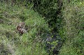 Le Serval habite la savane humide et les forêts galeries. Avec ses grandes oreilles qui fonctionnent comme une antenne parabolique, il localise ses proies. Ses hautes pattes lui permettent de dominer les herbes et d'effectuer d'étonnants sauts en hauteur. Il se nourrit principalement de petits rongeurs. Kenya 2017 
 serval 