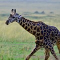  girafe,masai,mara,kenya. 