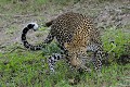  leopard,masai,mara,kenya. 