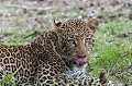  Kenya 2017 
 leopard 