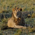  lion,masai,mara,kenya. 