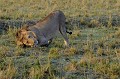  lion,masai,mara,kenya. 