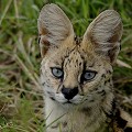 Serval serval,masai,mara,kenya. 
