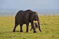  elephants,masai,mara,kenya. 
