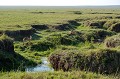  cobes,roseaux,masai,mara,kenya. 
