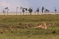  Kenya 2017 
 lion 
 repos 