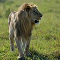  lion,masai,mara,kenya. 